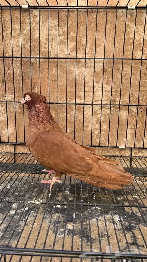 حمام صربي خوارج 0