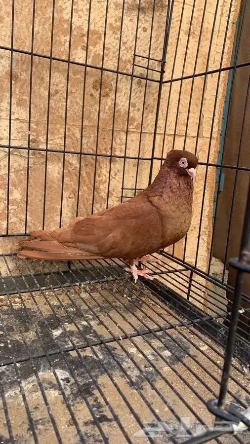 حمام صربي خوارج 5