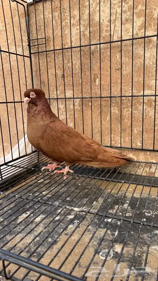 حمام صربي خوارج 9