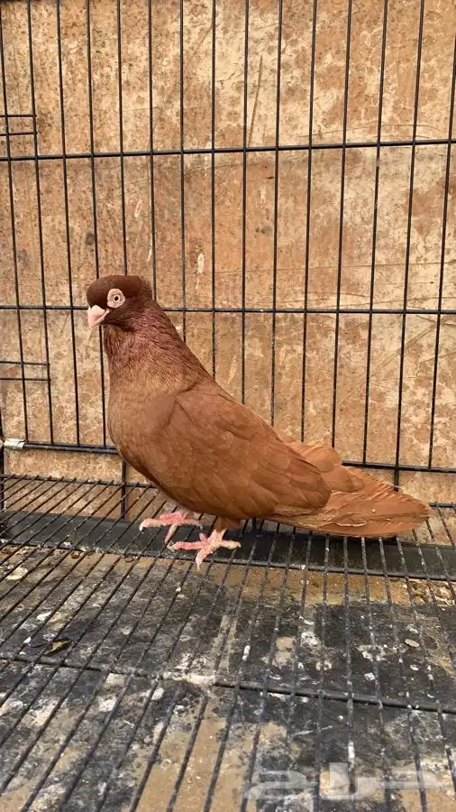 حمام صربي خوارج 6