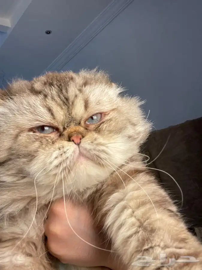 فندق قطط و طيور 1