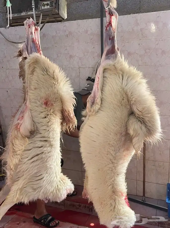 طليان وذبائح حريه مع الذبح والتوصيل لباب بيتك 10