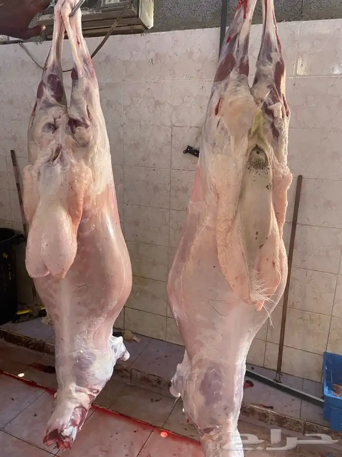 طليان وذبائح حريه مع الذبح والتوصيل لباب بيتك 7