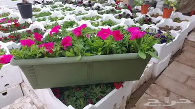 شتلات مشتل زراعي مشاتل الرياض تنسيق حدائق نباتات 4