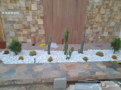 شتلات مشتل زراعي مشاتل الرياض تنسيق حدائق نباتات 9