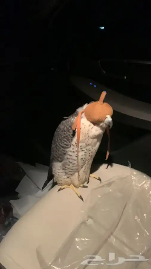 توصيل نقل شحن حيوانات أليفة طيور قطط كلاب 2