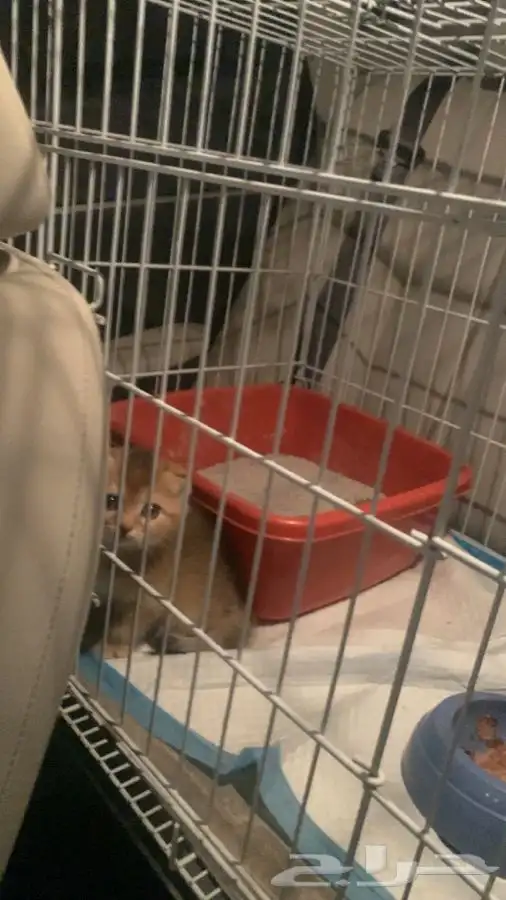 توصيل نقل شحن حيوانات أليفة طيور قطط كلاب 4