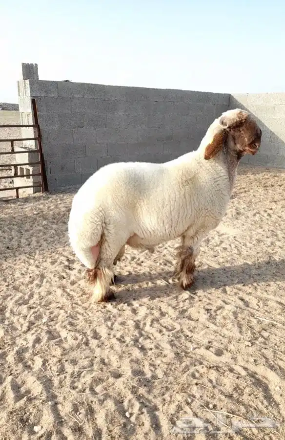 جذع فحل صنف نعيمي ادبس فاخر 3