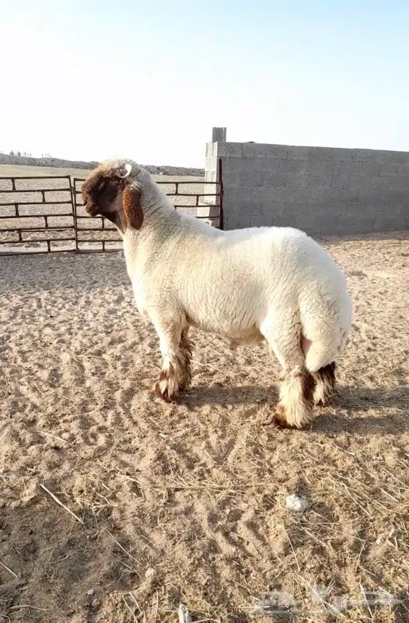 جذع فحل صنف نعيمي ادبس فاخر 1