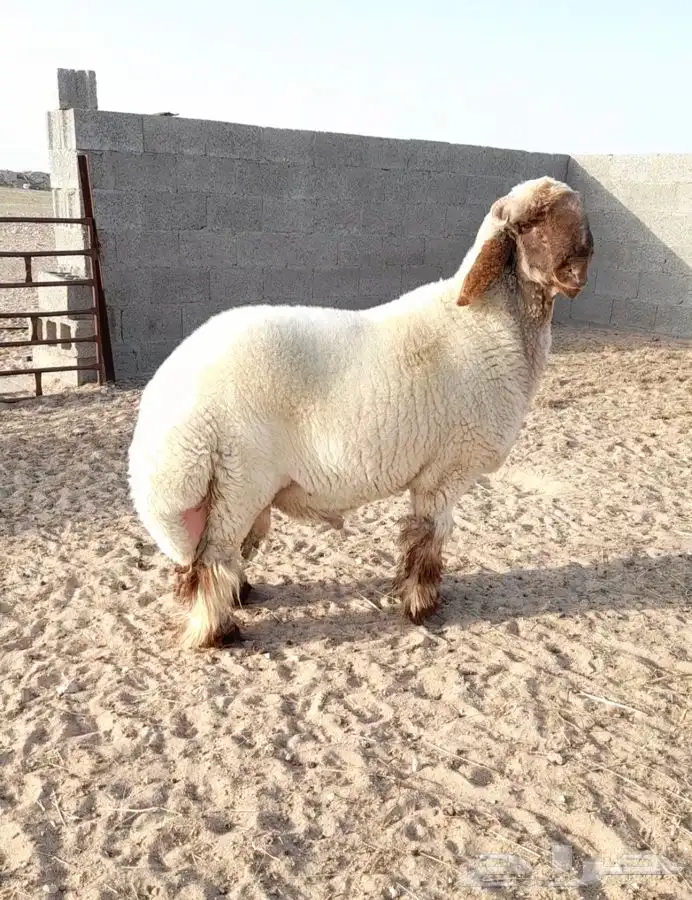 جذع فحل صنف نعيمي ادبس فاخر 4