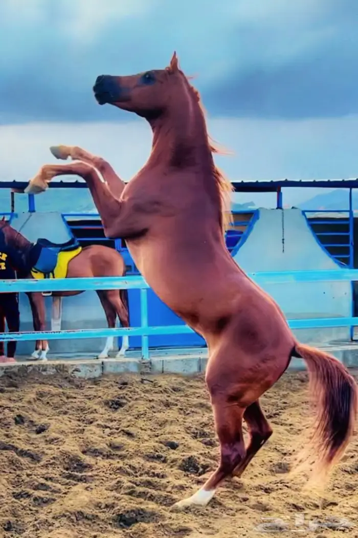 غرف خيل للايجار مربط الزايدية 4