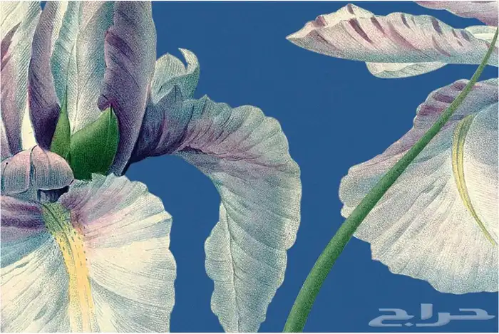 لوحات جدارية ايطارات براويز 6