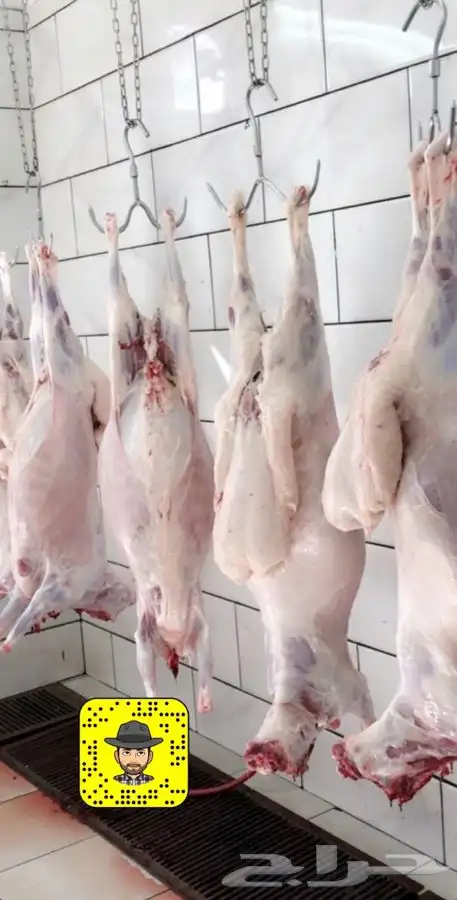 ذبايح خرفان رخال حريه كفوو وبلديه مع السلخ والتوصيل 19