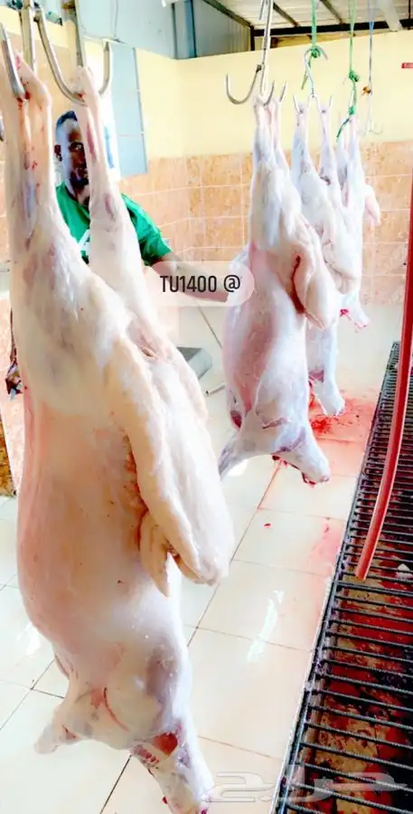 ذبايح خرفان رخال حريه كفوو وبلديه مع السلخ والتوصيل 17
