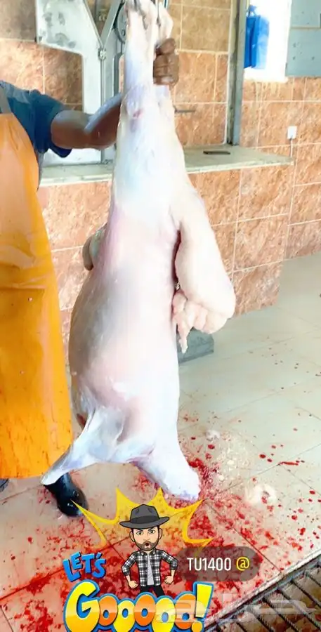 ذبايح خرفان رخال حريه كفوو وبلديه مع السلخ والتوصيل 18