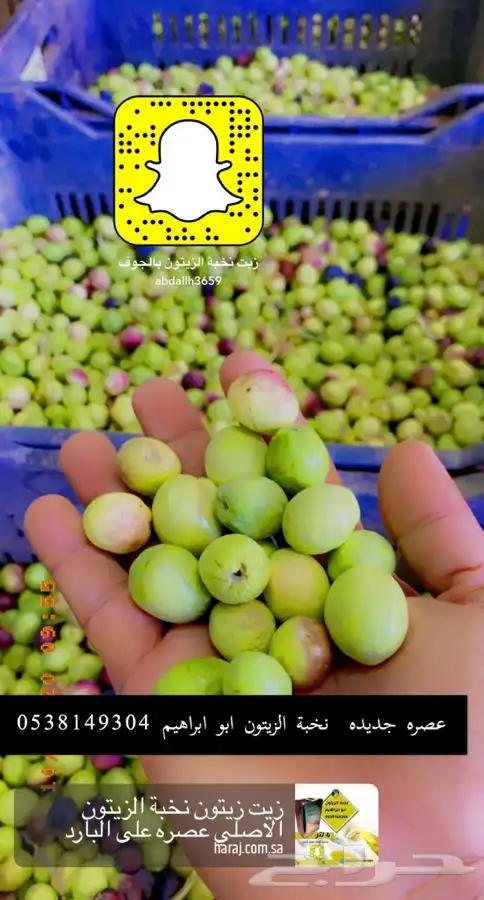زيت زيتون نخبة الزيتون 1446 جديد عصره بارد شرط مضمون 1
