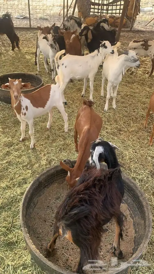 صل على محمد ذبيحتك لباب بيتك 56