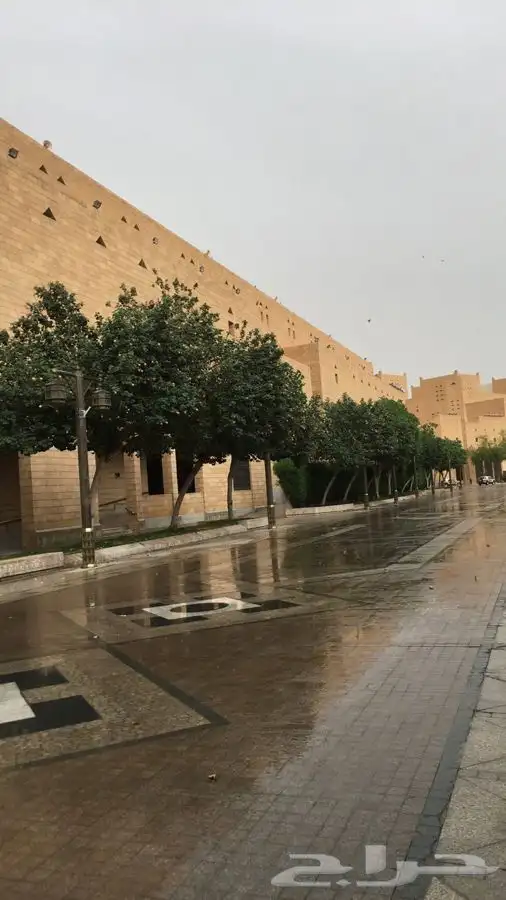 اشجار الخبيز الساحلي شجرة حصة 2