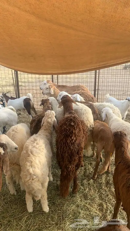 صل على محمد ذبيحتك لباب بيتك 68