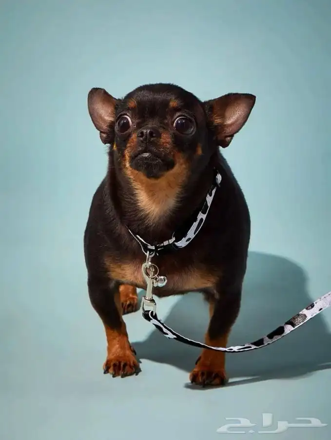 مستلزمات حيونات اليفه 59