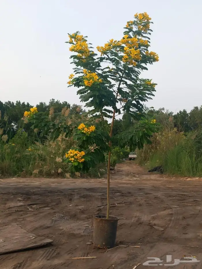 مشتل نسائم الربيع 20