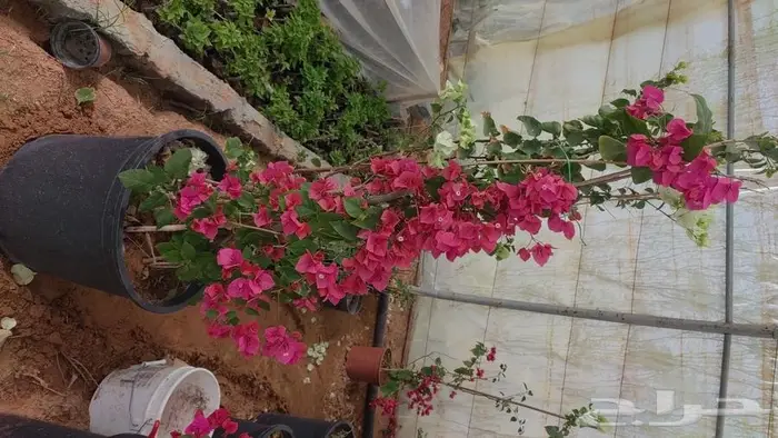 مشتل نسائم الربيع 17