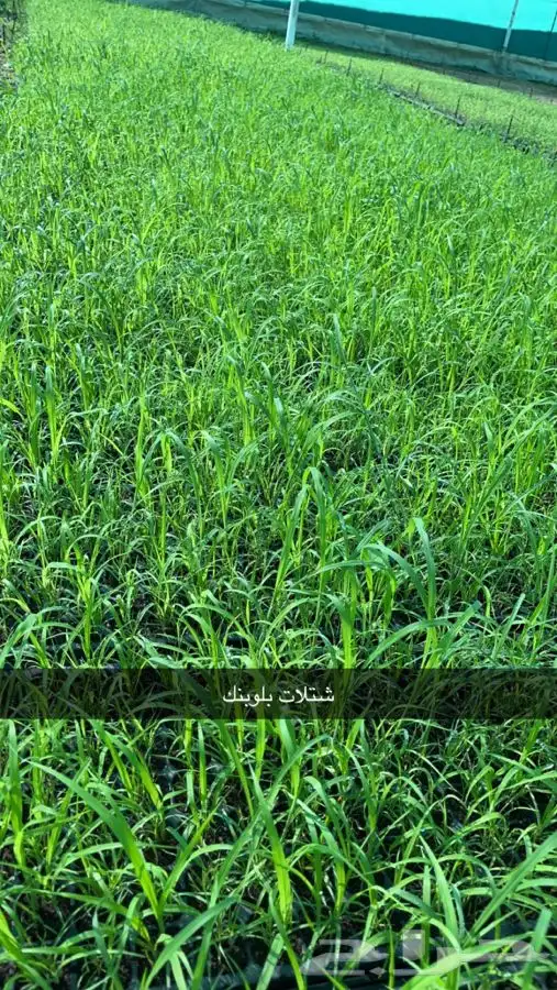 شتلات بلوبنك 0