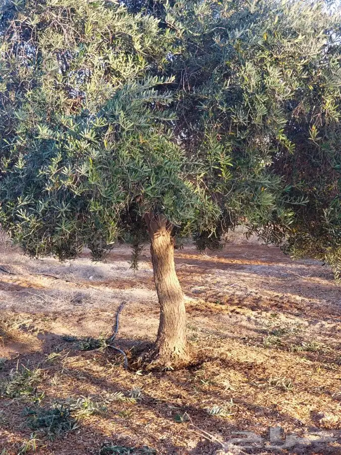 شجر الزيتون قسم الزراعه لدى الشركه 9
