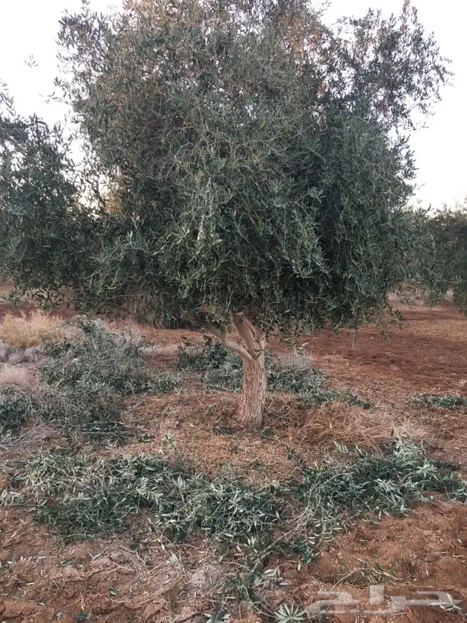 شجر الزيتون قسم الزراعه لدى الشركه 1