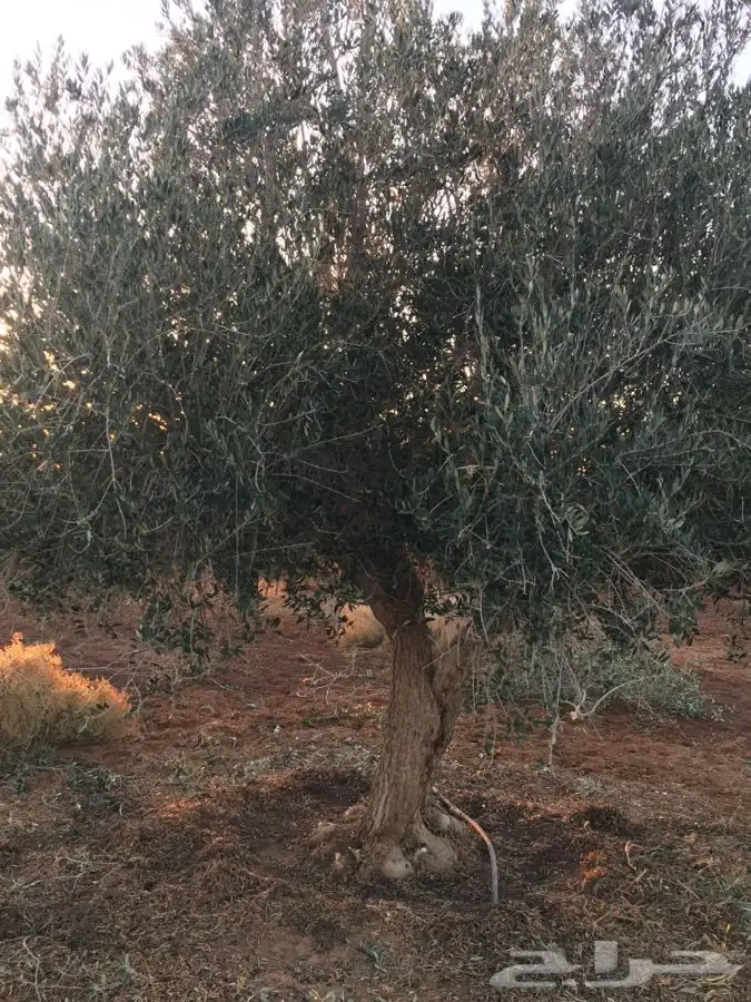 شجر الزيتون قسم الزراعه لدى الشركه 0
