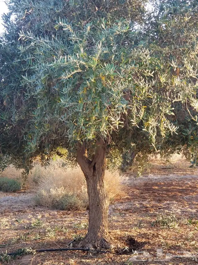 شجر الزيتون قسم الزراعه لدى الشركه 10