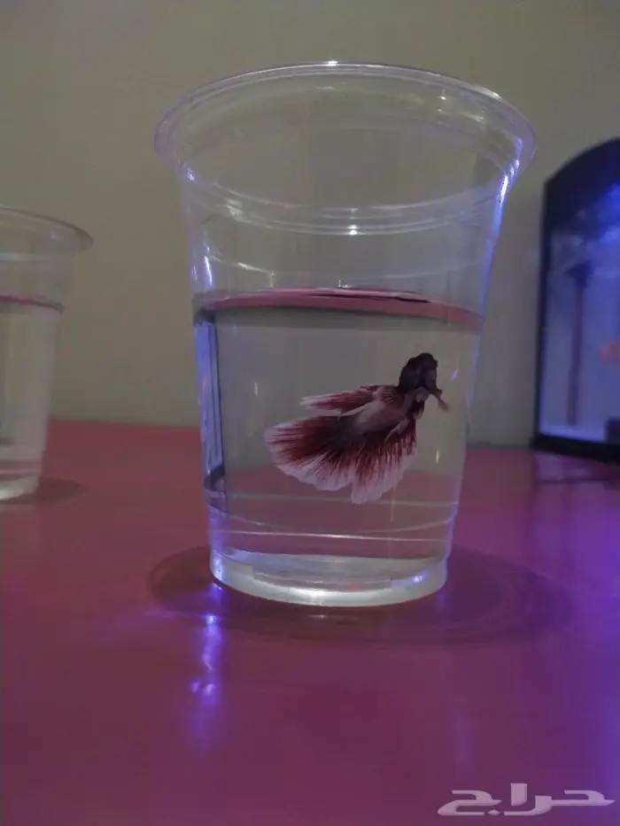 سمك الفايتر 5