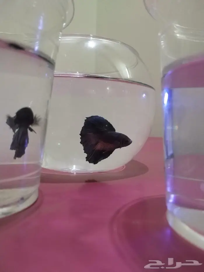 سمك الفايتر 8