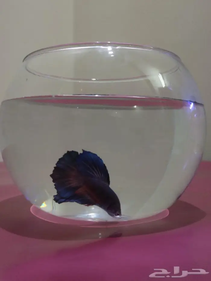 سمك الفايتر 12