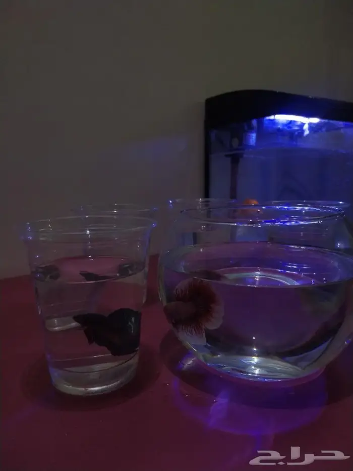 سمك الفايتر 14