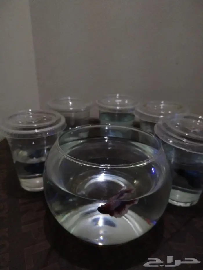 سمك الفايتر 15