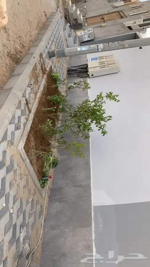 ثيل نجيله عشب اخضر 61