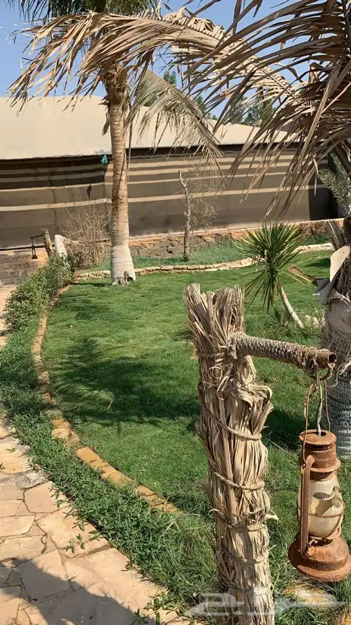 ثيل نجيله عشب اخضر 18