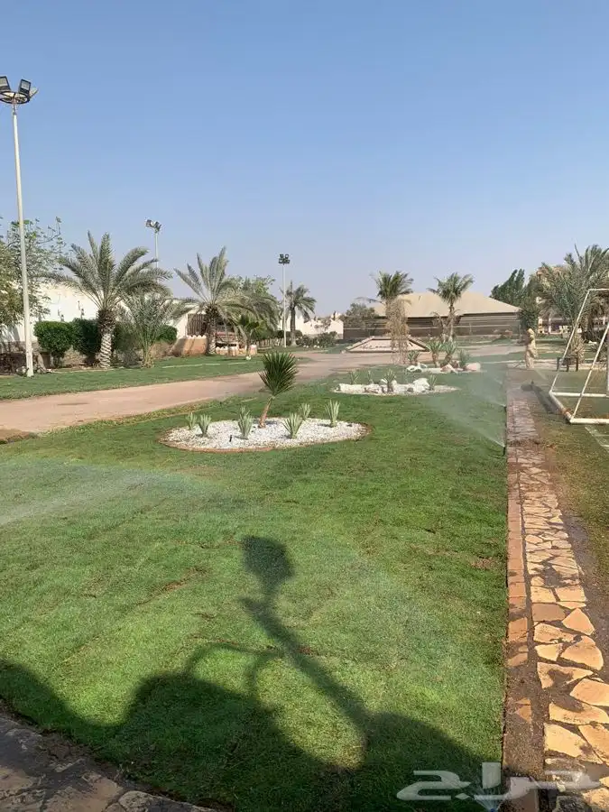 ثيل نجيله عشب اخضر 13