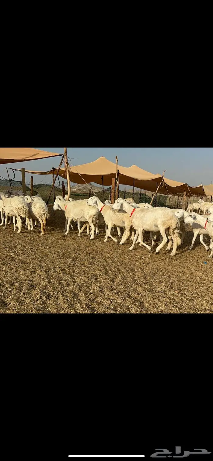 غنم حريات حرش صنف 0