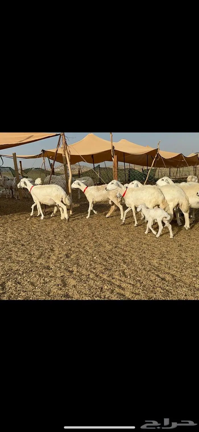 غنم حريات حرش صنف 1