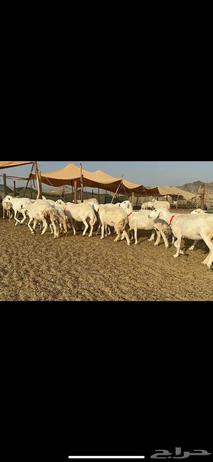 غنم حريات حرش صنف 2