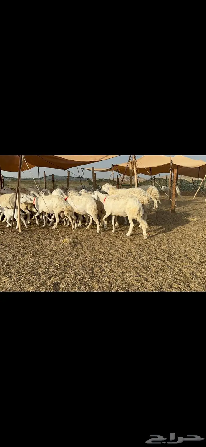 غنم حريات حرش صنف 3