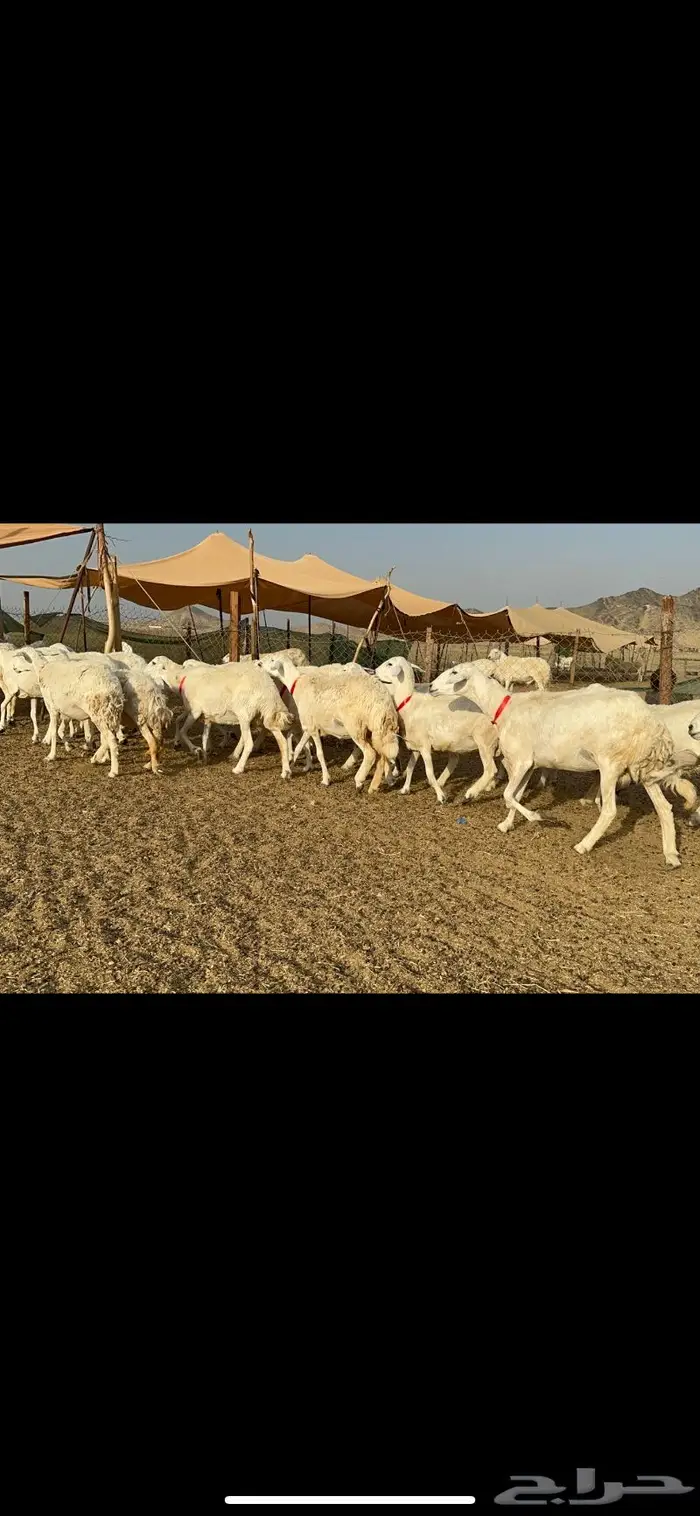 غنم حريات حرش صنف 4