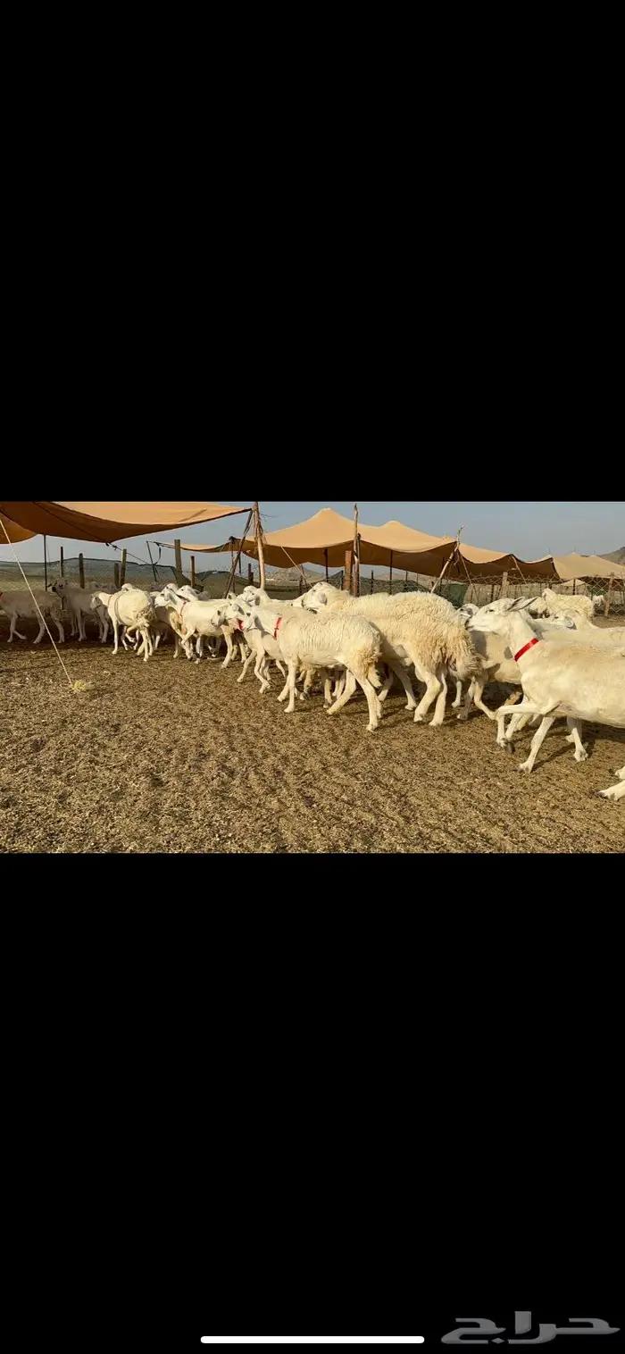 غنم حريات حرش صنف 7