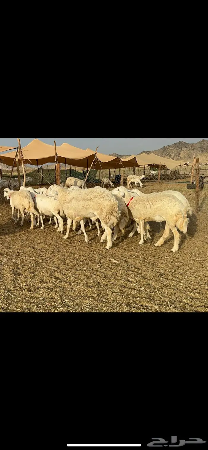 غنم حريات حرش صنف 8