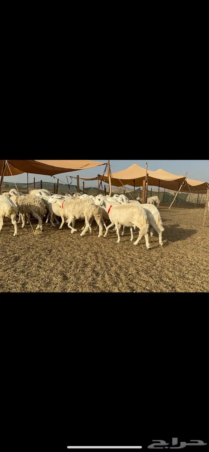 غنم حريات حرش صنف 9