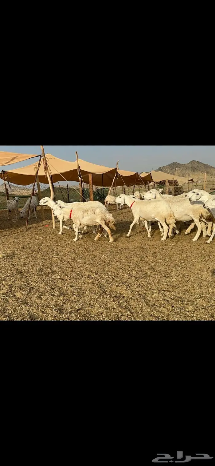 غنم حريات حرش صنف 11