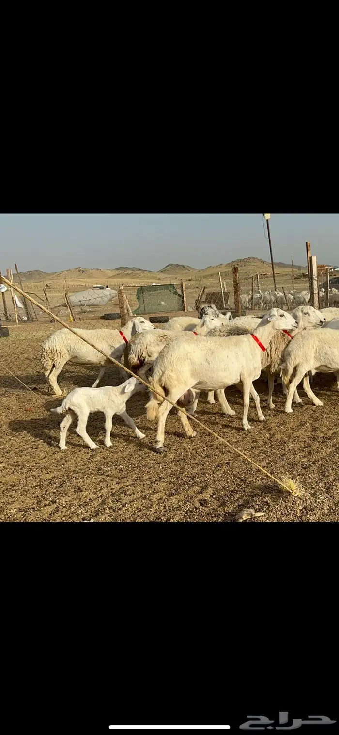 غنم حريات حرش صنف 12