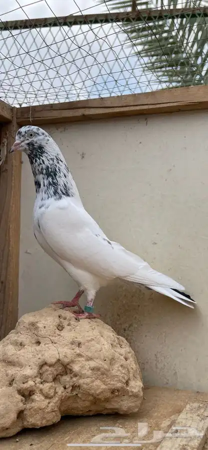 طبات حمام تيدي فواخر 0